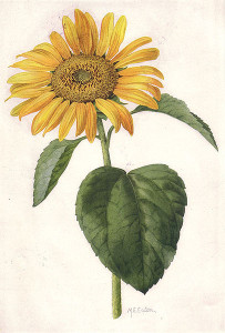 406px-Common_Sunflower_(NGM_XXXI_p508)