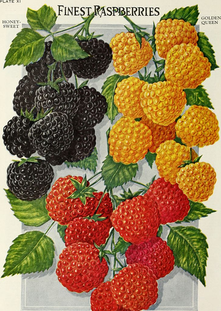 726px-childs_seeds_that_satisfy_bulbs_that_bloom_plants_that_please_berries_that_bear_perennials_that_pay_and_roses_that_rare_1921_20599471022